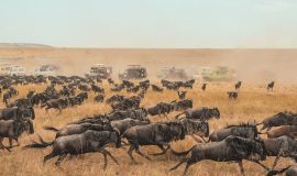 Великая миграция