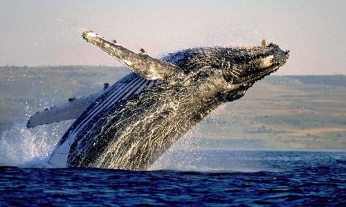 киты ЮАР