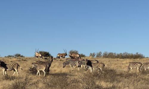 IMG_4793