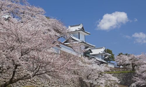 kanazawa-sakura1