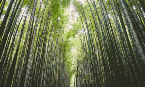 kyoto3